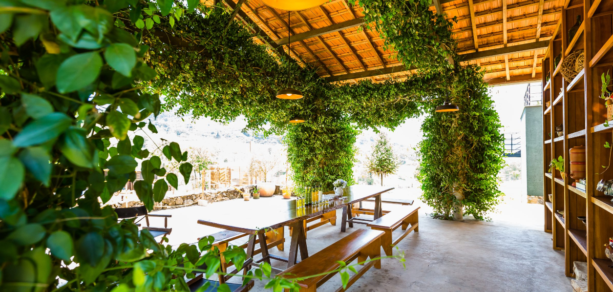 Fazenda de azeites OLIQ em São Bento do Sapucaí